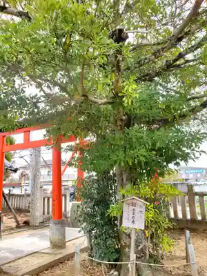 稲荷神社の自然