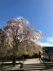 大山阿夫利神社(神奈川県)