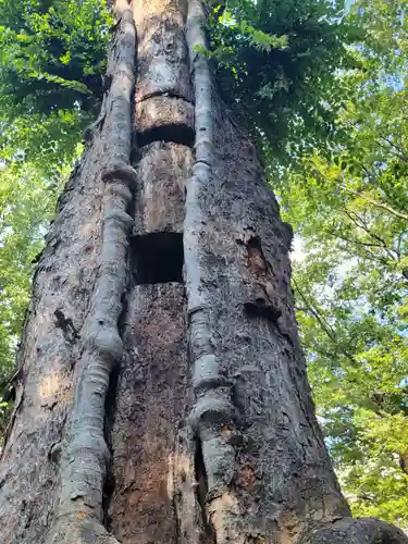 大國魂神社の自然