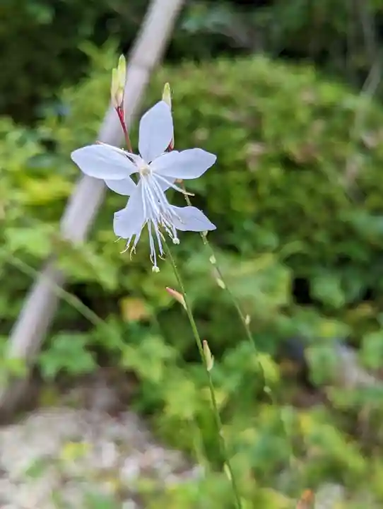 正伝護国禅寺(正伝寺・正傳寺)(京都府)