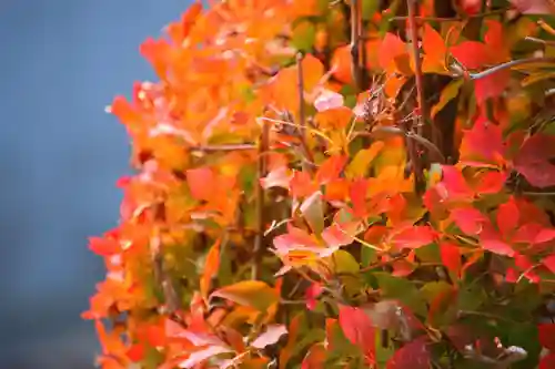大鏑神社の庭園
