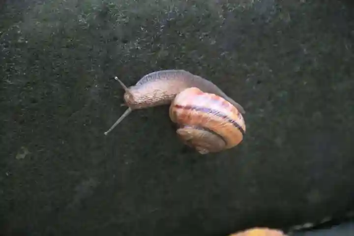 豊景神社の自然