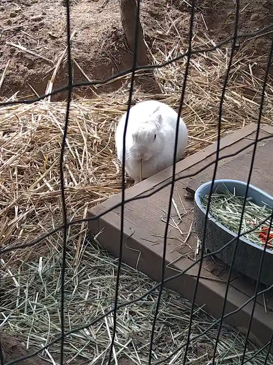 太子堂八幡神社の動物