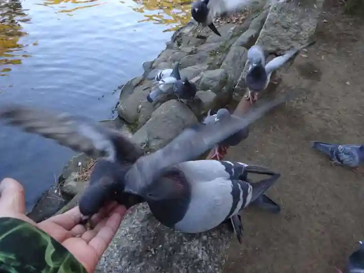 平塚八幡宮の動物