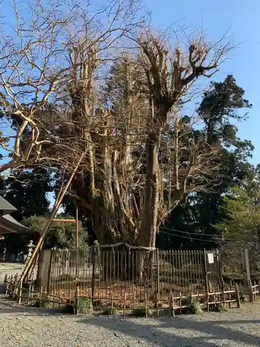 村山浅間神社の自然
