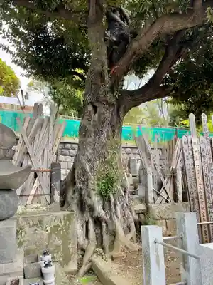 青雲寺(東京都)