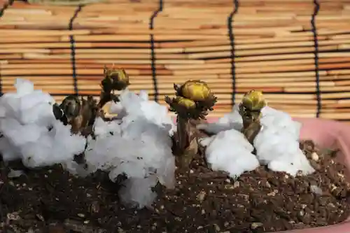 阿邪訶根神社の自然