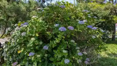 豊川稲荷神社の自然