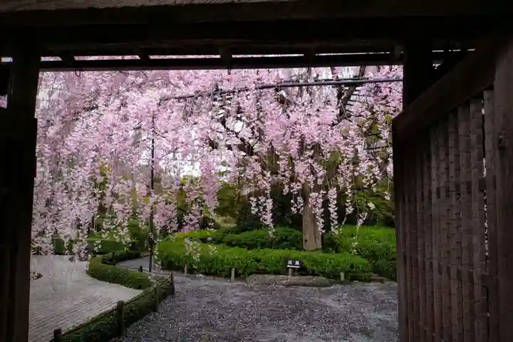 退蔵院(京都府)