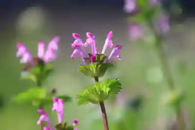 熊野福藏神社の自然