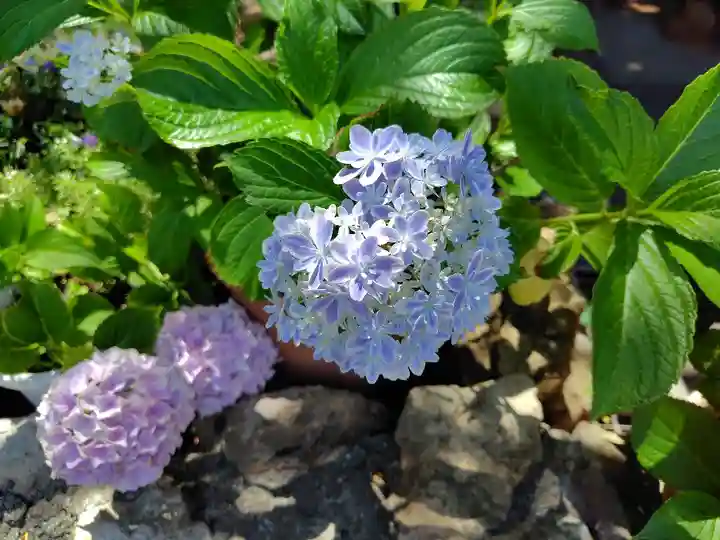 発寒神社(北海道)