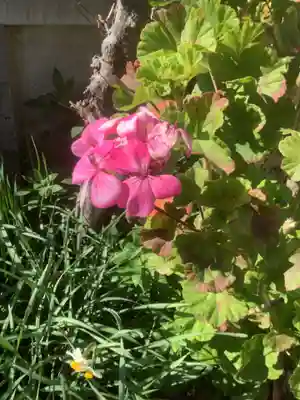 青衾神社(熱田神宮摂社)の庭園