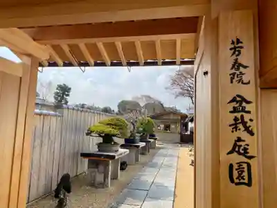 芳春院の山門・神門