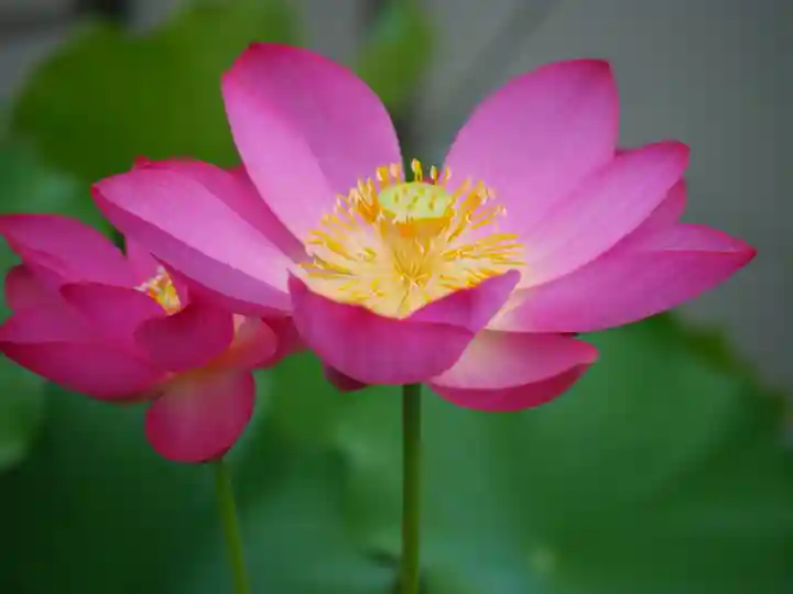 極楽山 浄土寺の自然