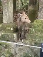 春日大社の動物