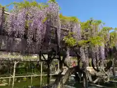 亀戸天神社の庭園