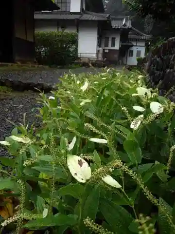 安楽寺の庭園