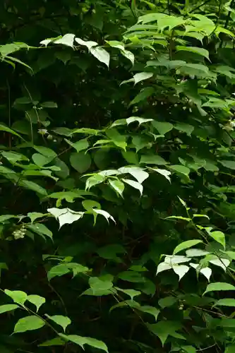 多聞寺 奥之院 灌頂院(徳島県)