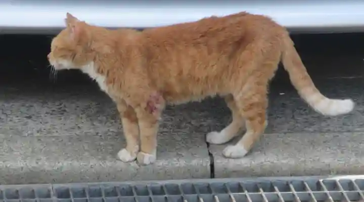 常清寺(神奈川県)