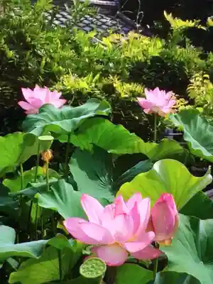 長善寺(東京都)