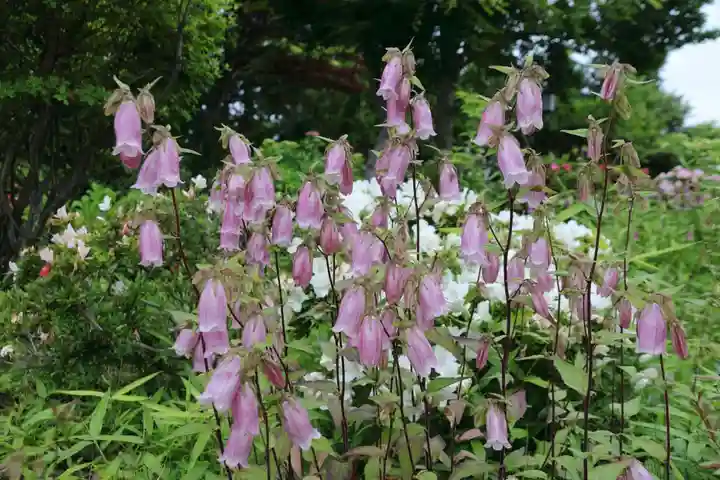 豊景神社の自然