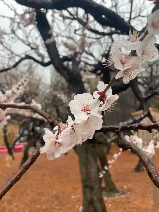 湯島天満宮(東京都)