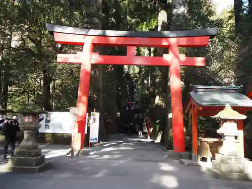 箱根神社の鳥居