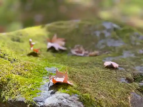 北口本宮冨士浅間神社の自然