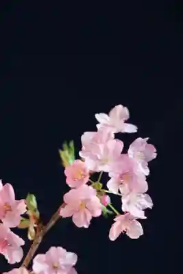 桜神宮(東京都)