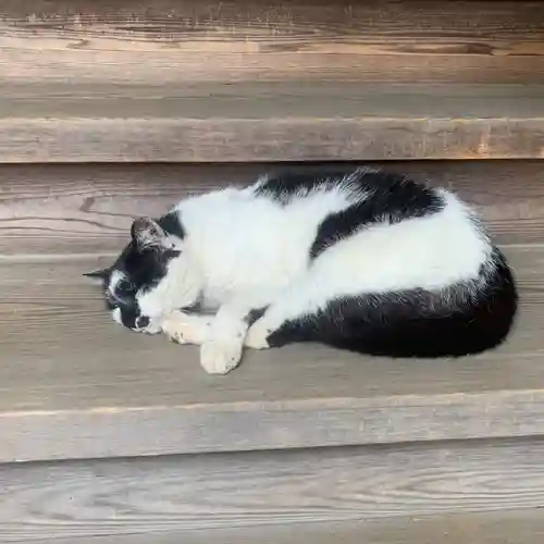 天照皇大神の動物