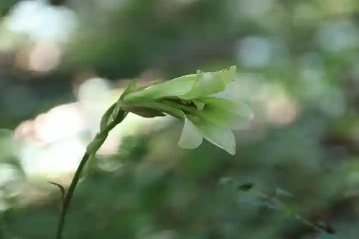 鹿島大神宮の自然