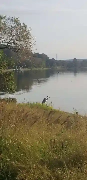 日枝神社の動物