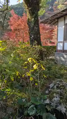 善峯寺(京都府)