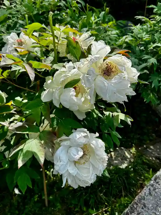 長谷寺(奈良県)