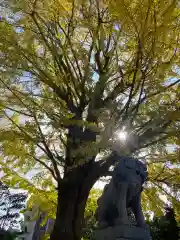 甲宗八幡宮の御朱印