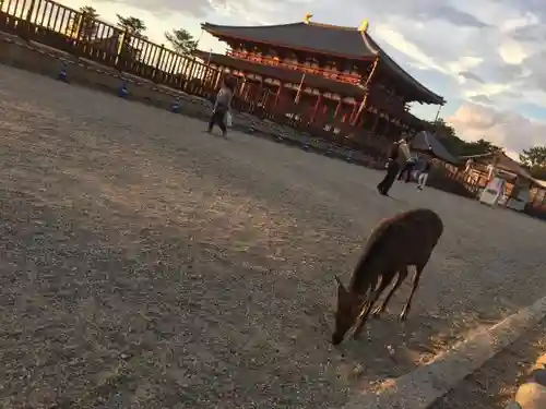 興福寺の動物