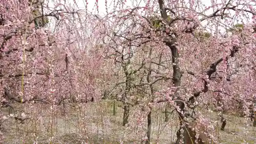 城南宮の庭園