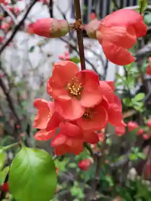 永昌寺(東京都)