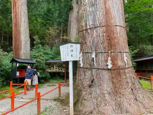 日光二荒山神社の自然