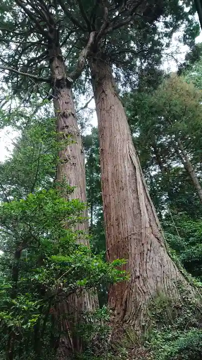 示現神社の自然