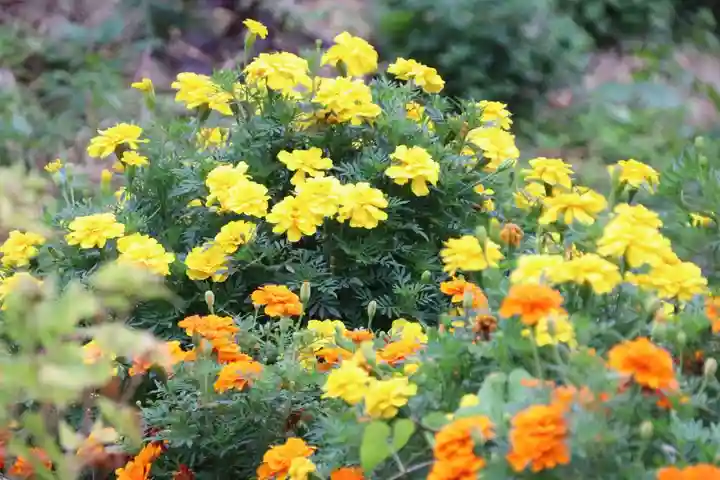 阿久津「田村神社」(郡山市阿久津町)旧社名:伊豆箱根三嶋三社の庭園