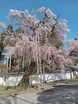 醍醐寺(京都府)