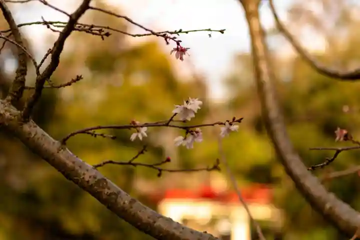 武蔵一宮氷川神社(埼玉県)