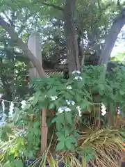 素盞雄神社の自然