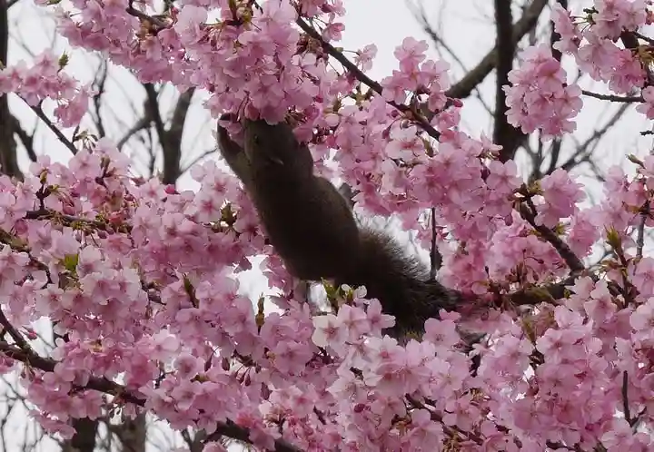 江島神社の自然