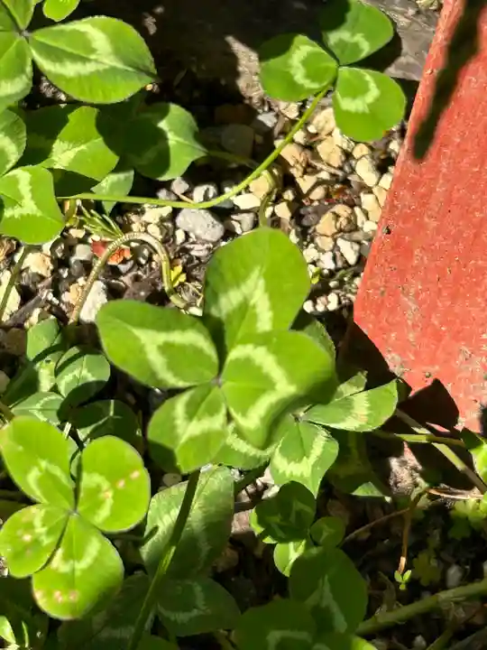 日光二荒山神社の自然