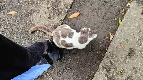 大宮・大原神社の動物