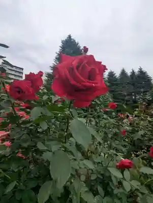 駒込妙義神社(東京都)