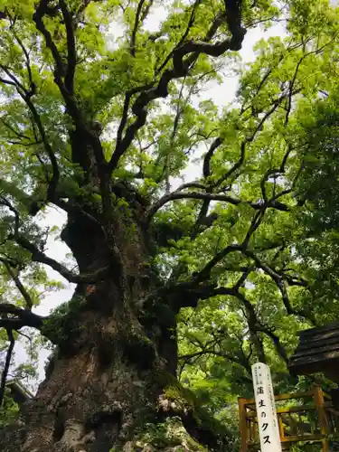 蒲生八幡神社(鹿児島県)