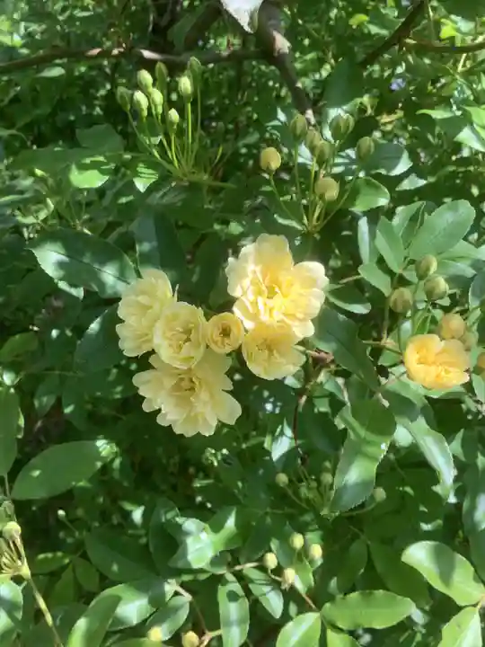 三輪神社の自然